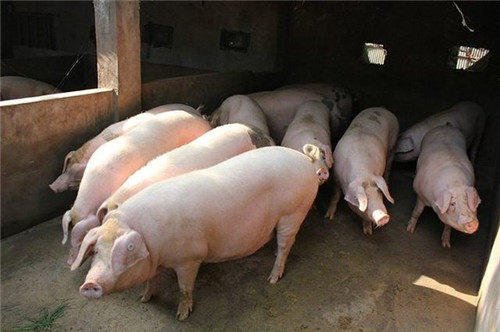 仔猪消化不良的原因，仔猪消化不良的治疗与预防方法