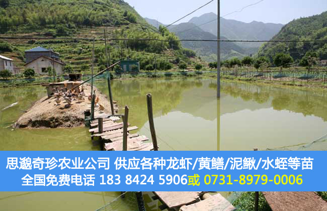 龙虾养殖场地建设