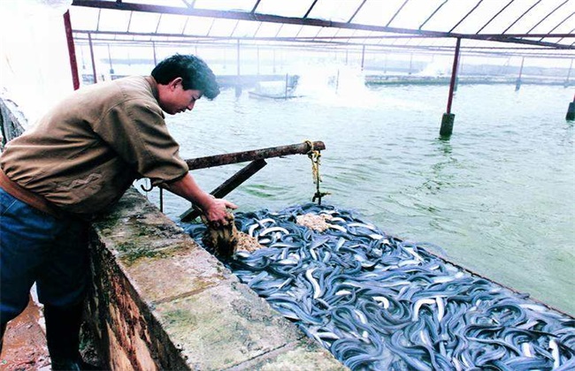 鳗鱼常见疾病及防治