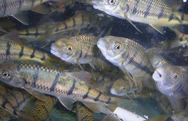 淡水石斑鱼苗价格及养殖方法