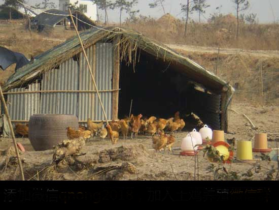 土鸡散养鸡舍建设参考方案