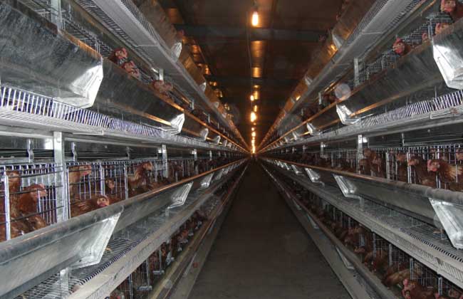 现代化养鸡场成本和设备
