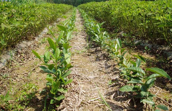 茶树育种品质鉴定方法