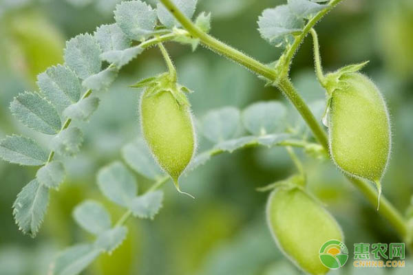 鹰嘴豆的高产种植技术详解