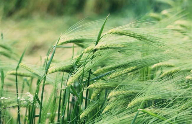 青稞种植技术