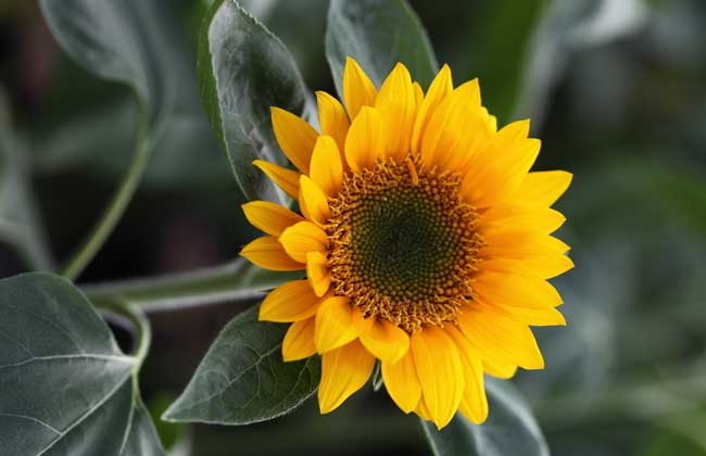 向日葵属于什么植物?