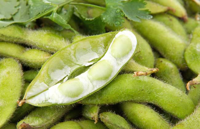 毛豆和黄豆一样吗?