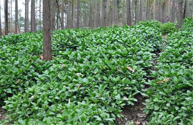 秋季种植什么药材好