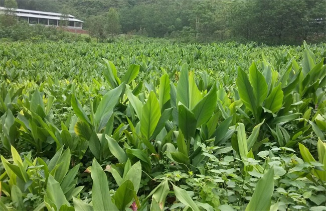 莪术的种植注意事项