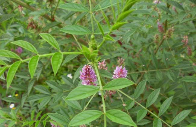 甘草种子价格及种植方法