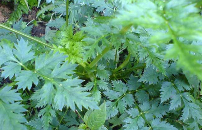 川芎高产种植技术