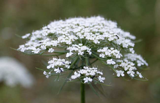 蛇床子种植技术