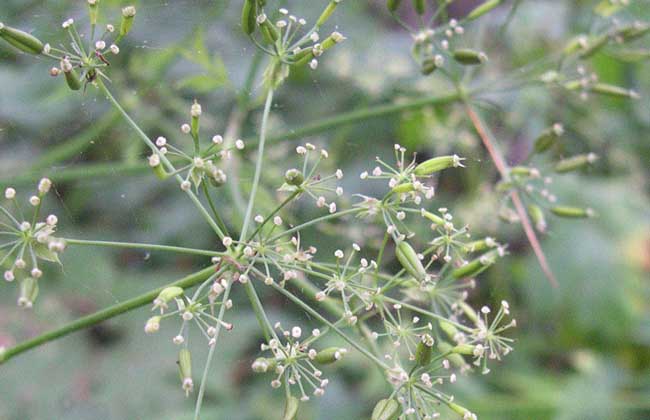 关防风种植技术