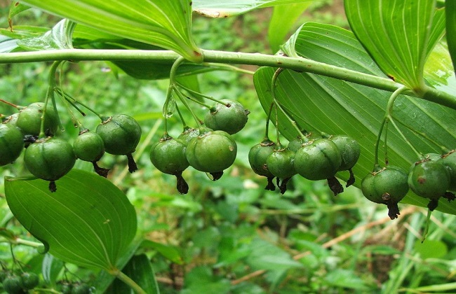 黄精种植技术