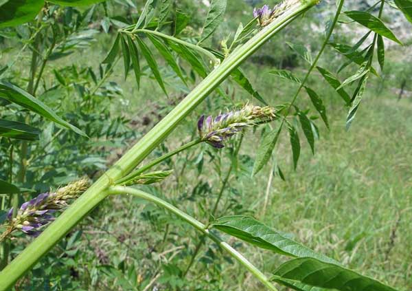 甘草种植技术