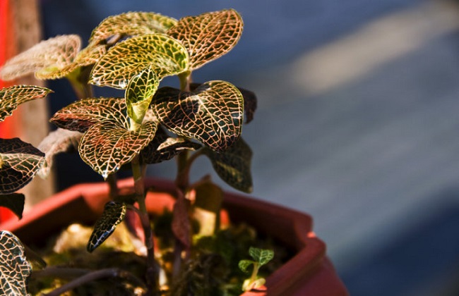 金线莲种植技术