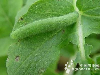 白菜菜青虫、甜菜蛾、小菜蛾的防治