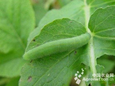 芥菜菜青虫的防治