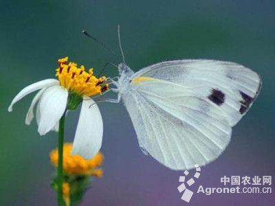 芥菜菜青虫的防治