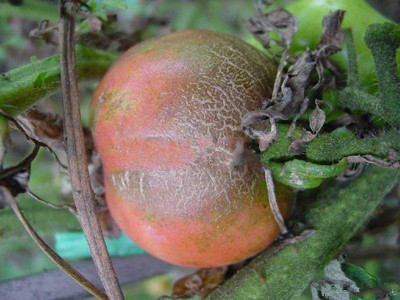 番茄扁茎和果实木栓化硬皮的防治