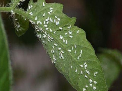 茼蒿白粉虱的防治