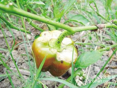 甜椒日灼病的防治