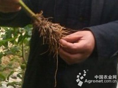 山药根腐病的防治