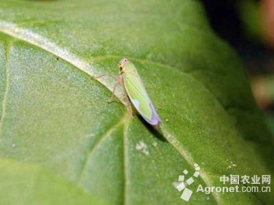 苋菜大青叶蝉的防治