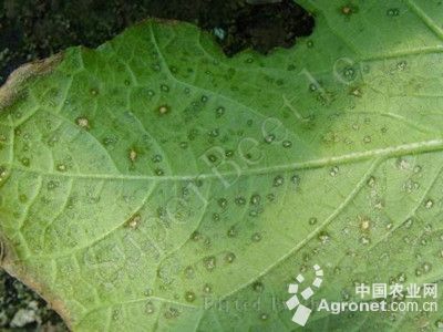 芥蓝细菌性叶斑病的防治