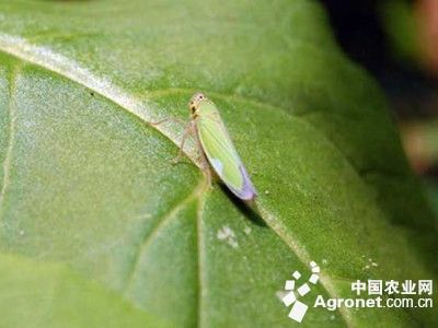 香菜大青叶蝉的防治