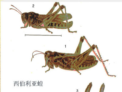 玉米西伯利亚蝗的防治