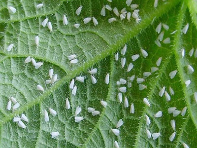 芹菜温室白粉虱的防治