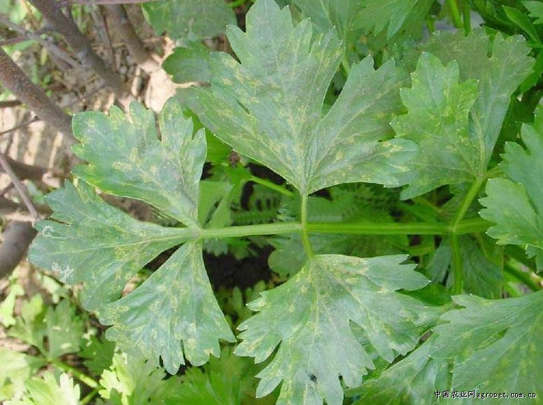 芹菜斑枯病