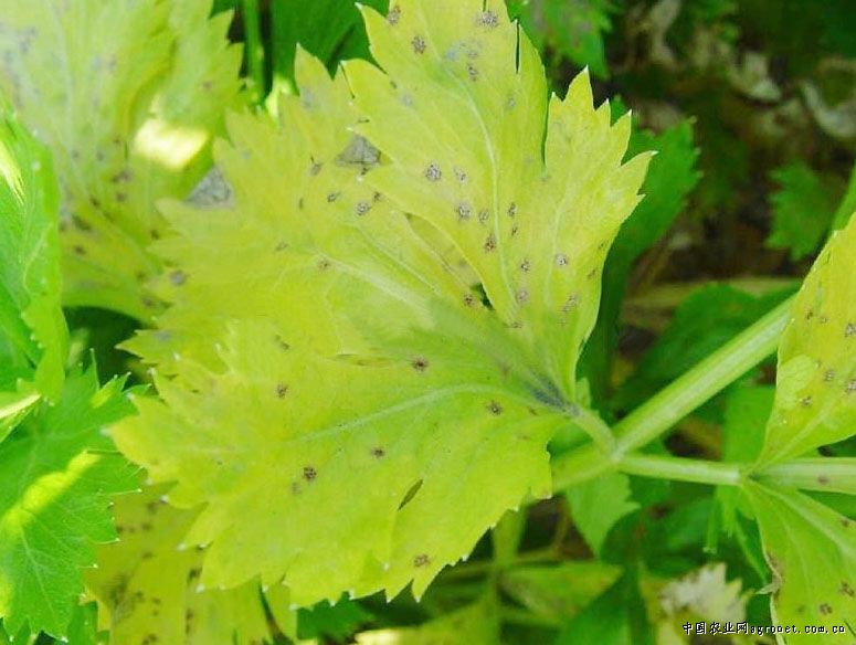 芹菜斑枯病