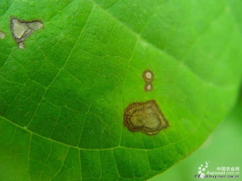 菜豆斑点病的防治