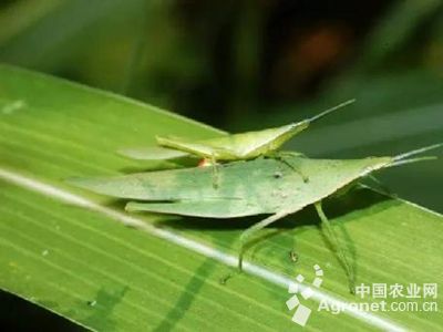 短额负蝗的防治