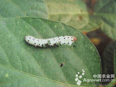 甘蓝斜纹夜蛾的防治