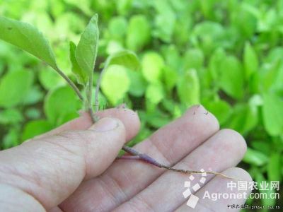 茄子猝倒病的防治