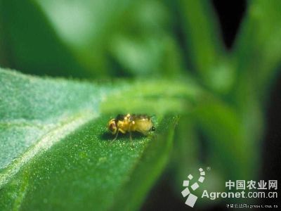 美洲斑潜蝇的防治