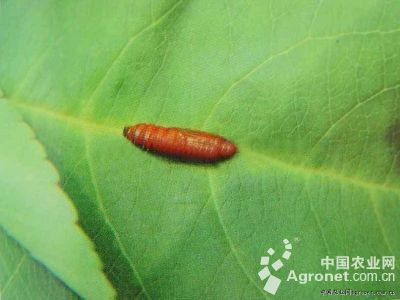 菜用大豆豆小卷叶蛾的防治