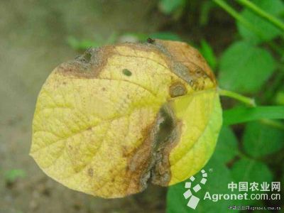 菜用大豆靶点病的防治