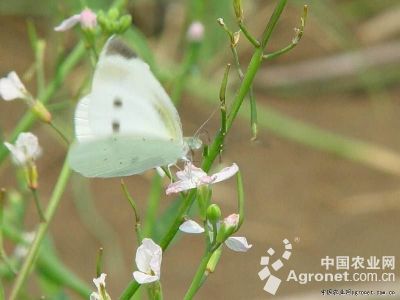 萝卜菜青虫的防治