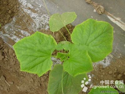 黄瓜用五代合剂与猝倒必克配制药土产生的药害的防治