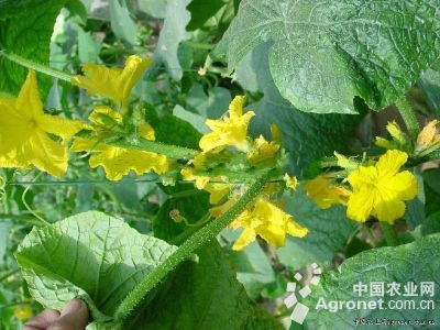 黄瓜有雄花无雌花的防治