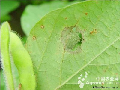 菜用大豆紫斑病的防治