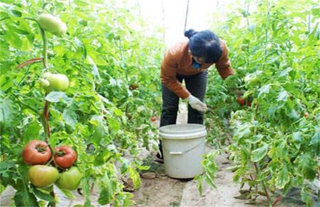 西红柿施肥注意要点