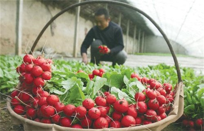 樱桃萝卜怎么施肥