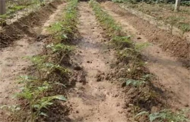 秋茬西红柿定植注意事项