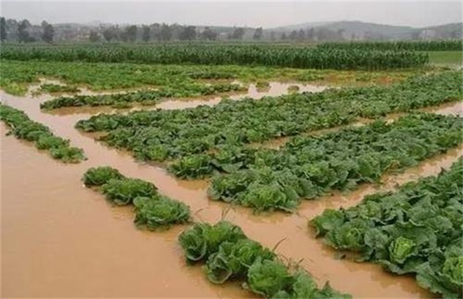 暴雨后蔬菜怎么管理