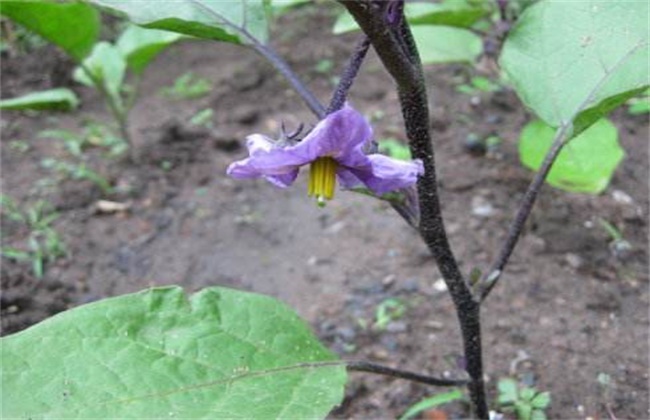 茄子连续开花结果方法